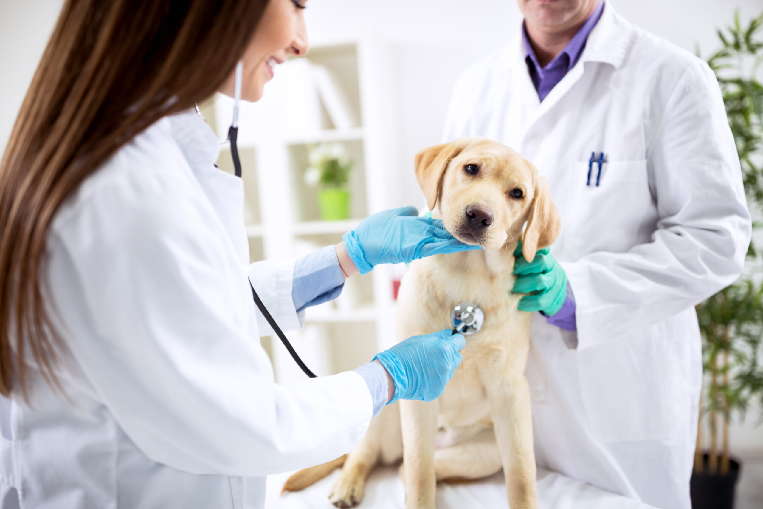 Vets examining a puppy
