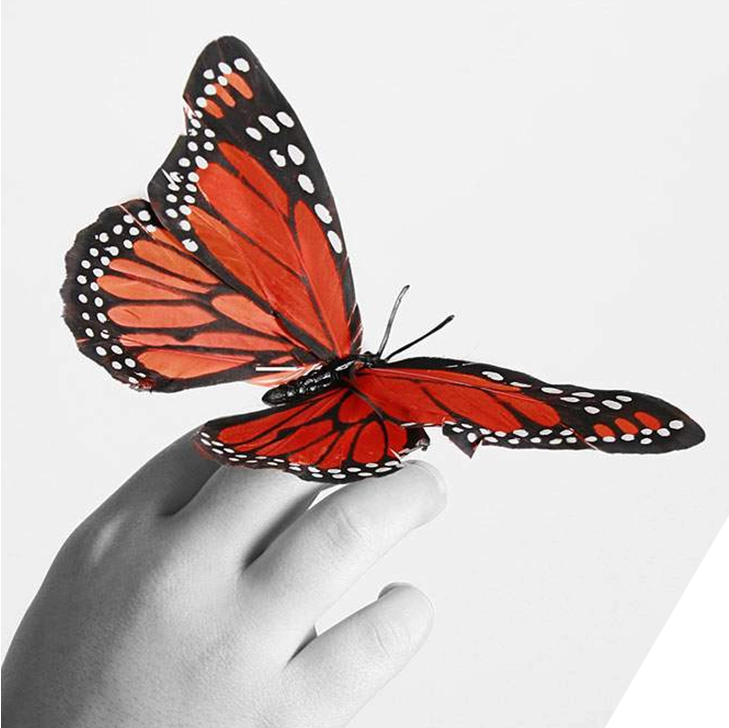 Butterfly resting on a hand