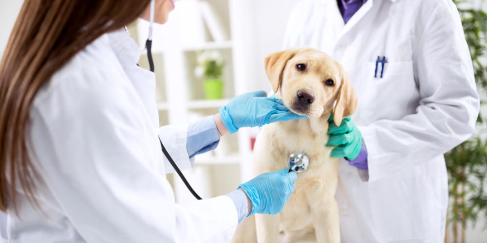 Vets examining a puppy